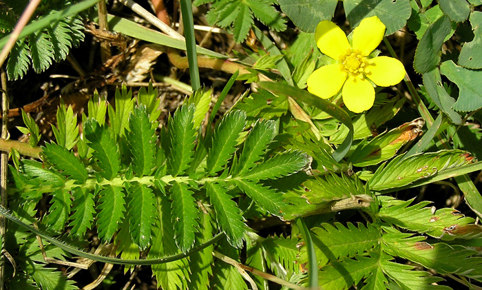 Gänsefingerkraut, Potentilla anserina